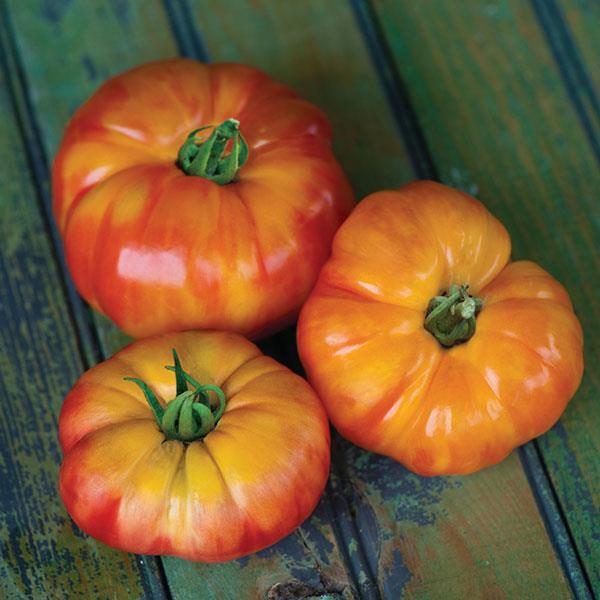 Tomato Big Rainbow 3 Pack Preorder
