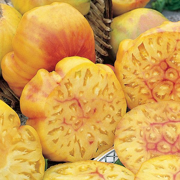 Tomato Big Rainbow 3 Pack Preorder