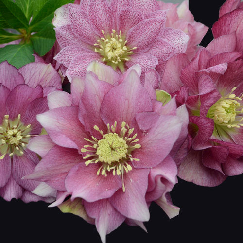 Helleborus Wedding Party Maid of Honor - PREORDER