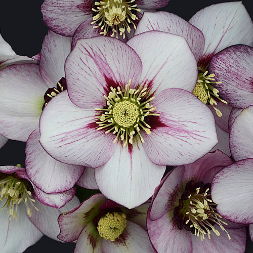 Helleborus Honeymoon French Kiss - PREORDER